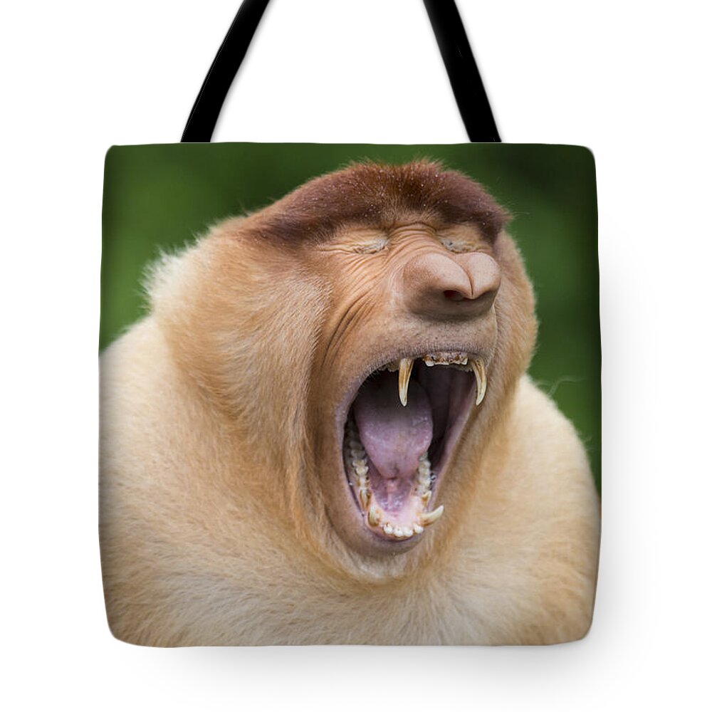 Suzi Eszterhas Tote Bag featuring the photograph Proboscis Monkey Dominant Male Yawning by Suzi Eszterhas