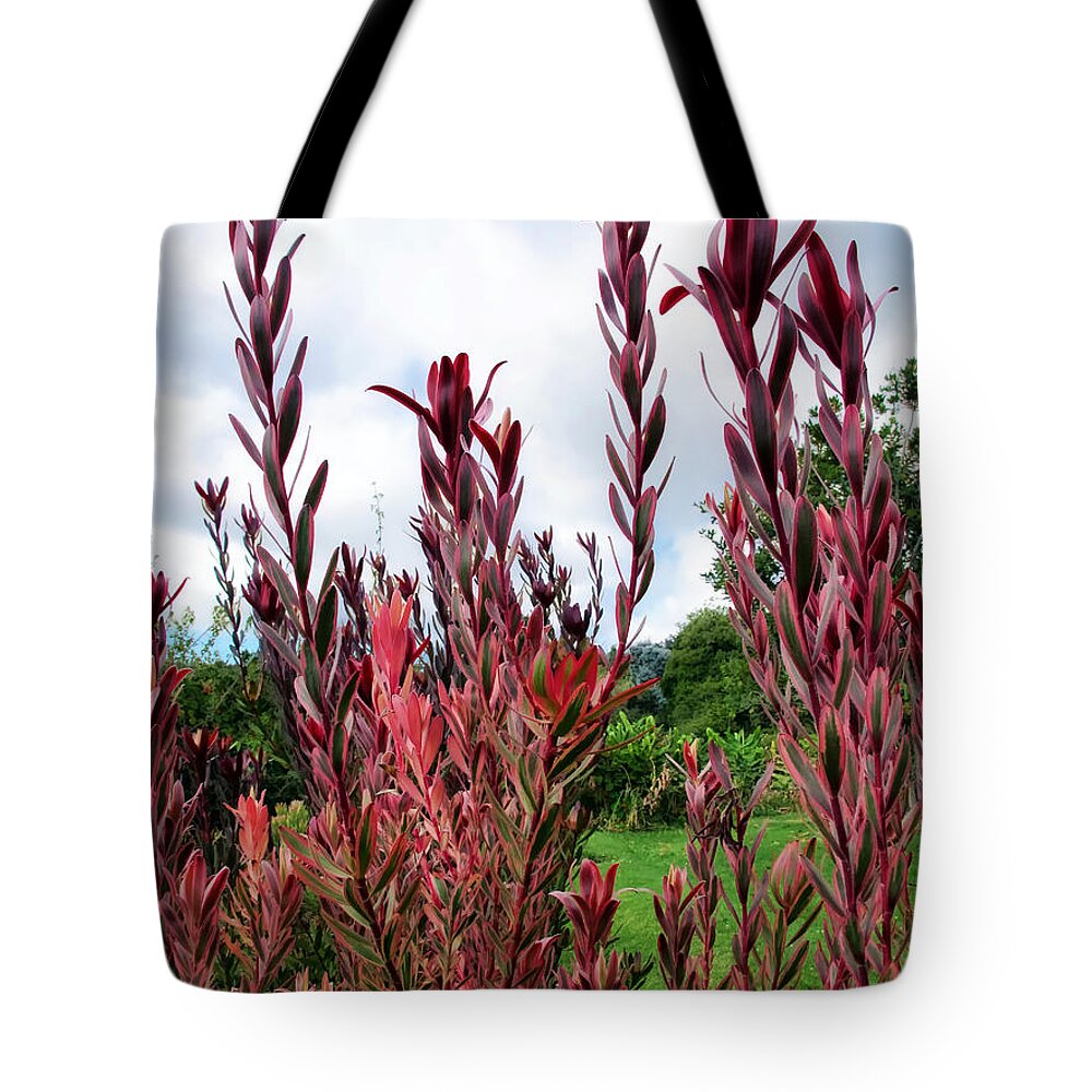 Red Tote Bag featuring the photograph Protea 3 by Dawn Eshelman