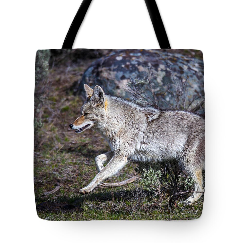 Big Horn Sheep Tote Bag featuring the photograph Protectors by Kevin Dietrich