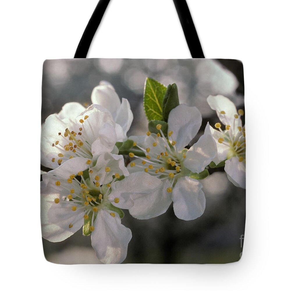 Plant Tote Bag featuring the photograph Prune Blossom by Ron Sanford