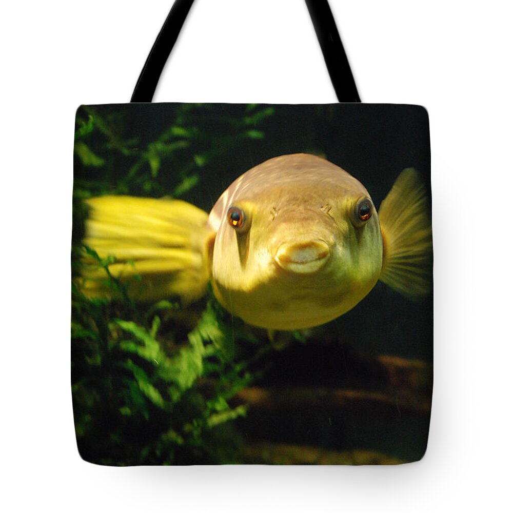 Fish Tote Bag featuring the photograph Pucker Up by John Schneider