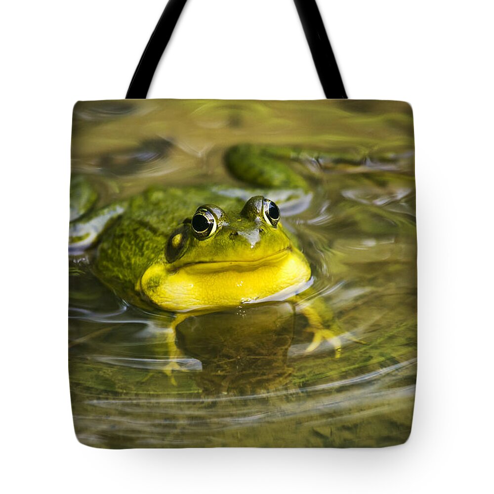 Frog Tote Bag featuring the photograph Puddle Jumper by Christina Rollo