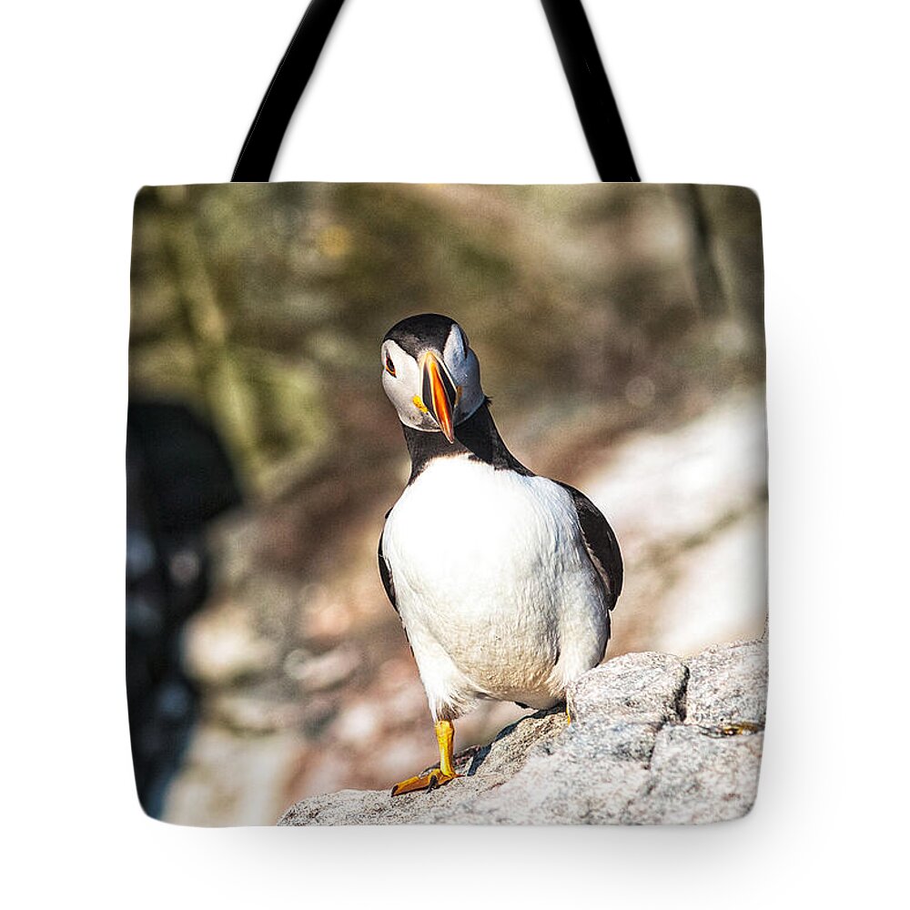 Atlantic Puffin Tote Bag featuring the photograph Puffin Watching me Watching Him by Perla Copernik