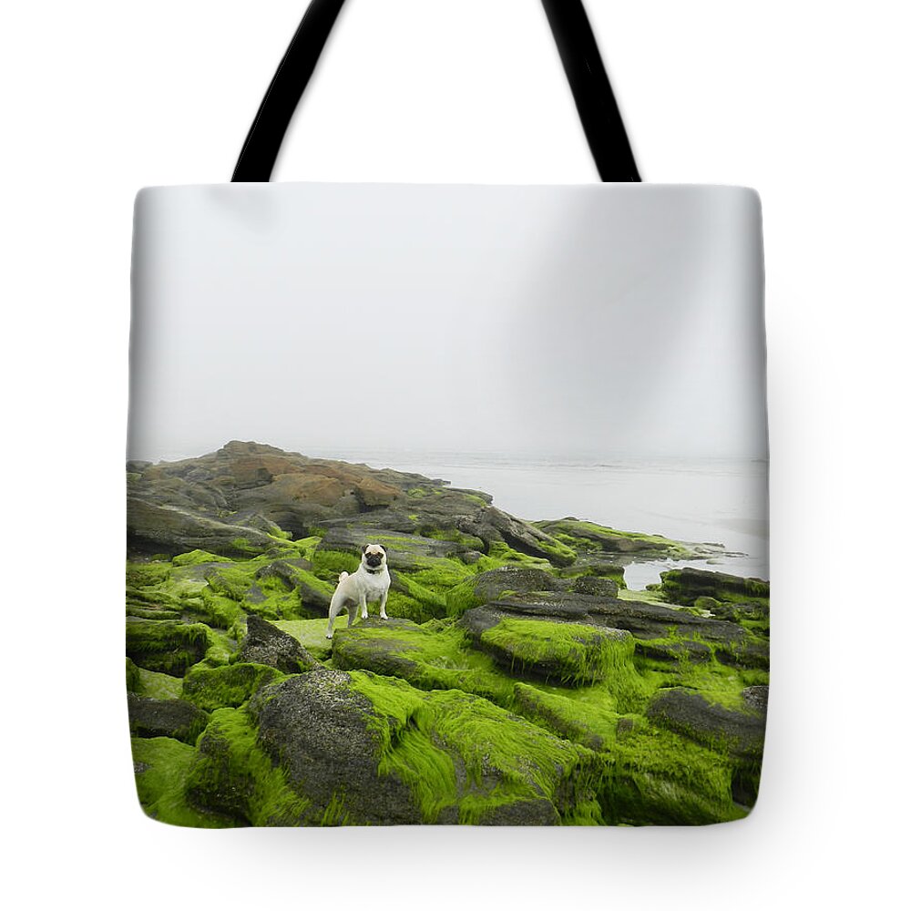 Pug Tote Bag featuring the photograph Pug on the Rocks by Deborah Ferree