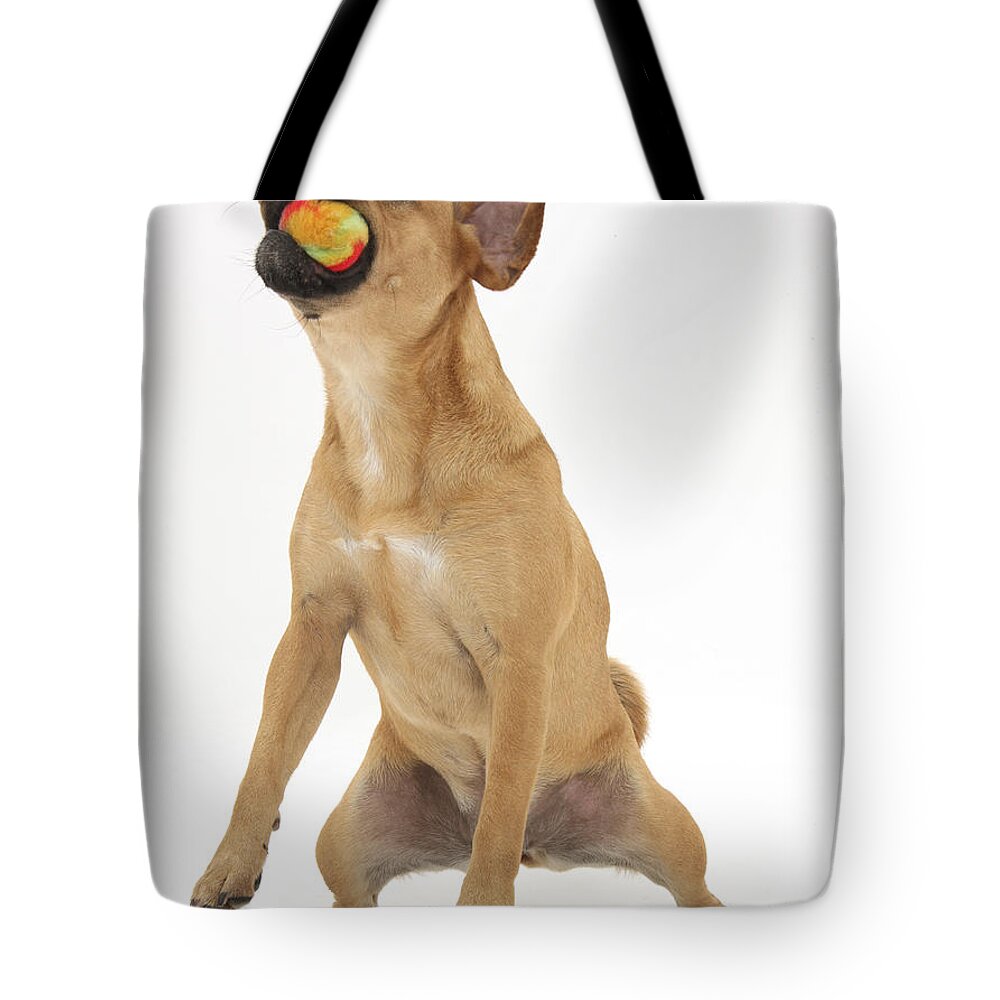 Puggle Tote Bag featuring the photograph Puggle Catching A Ball by Mark Taylor
