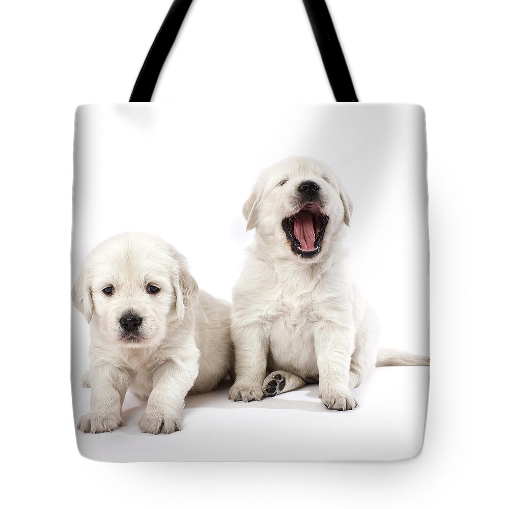 Pets Tote Bag featuring the photograph Puppies, Studio Shot by Johner Images