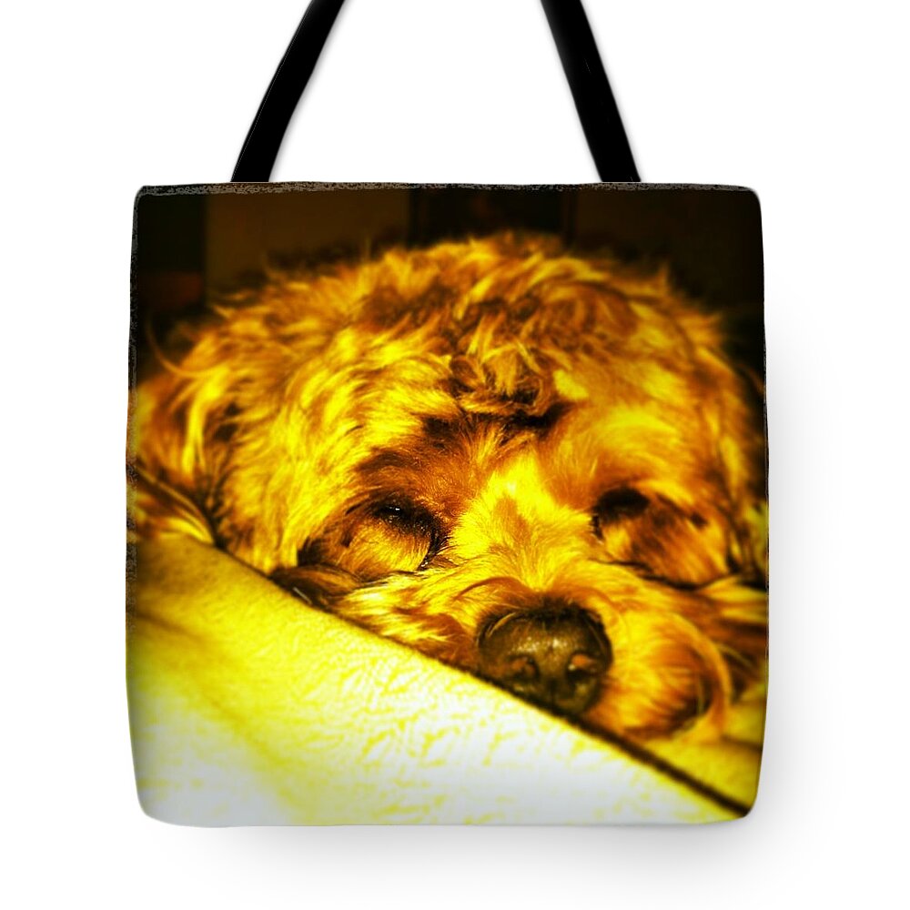 Pups Tote Bag featuring the photograph Puppy Dreams by Marian Lonzetta