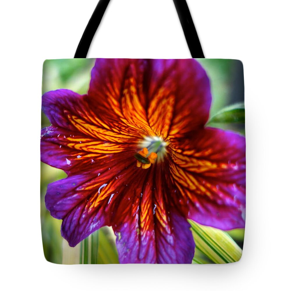 Petals Tote Bag featuring the photograph Purple and Orange by Jacqueline Athmann