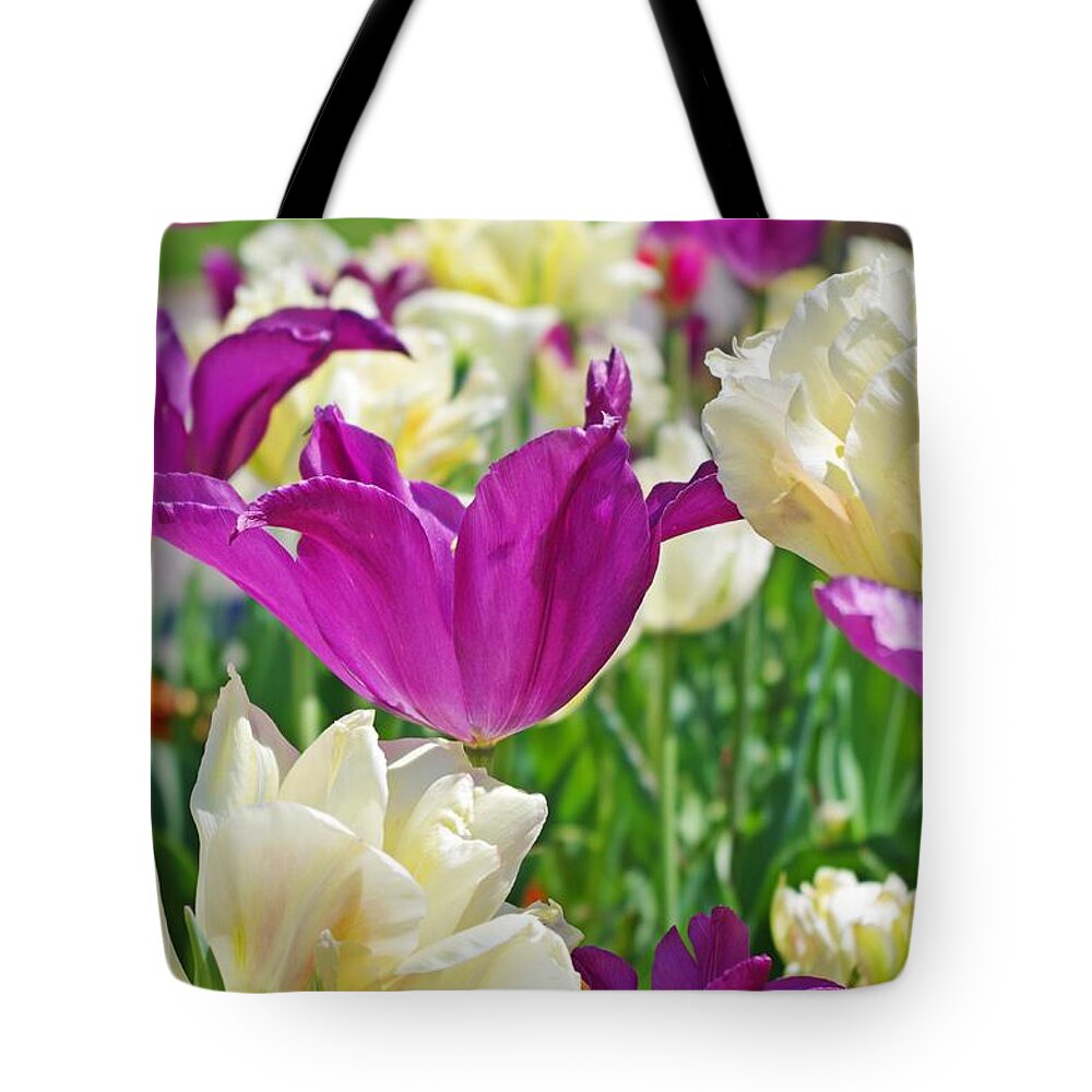 Purple Tulips Tote Bag featuring the photograph Purple and White Tulips by Sharon Popek