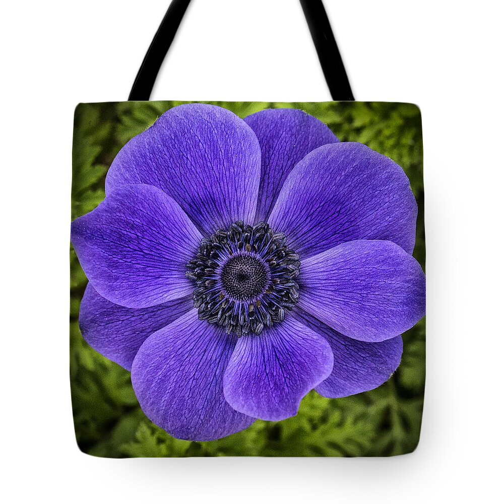 Flower Tote Bag featuring the photograph Purple Blue Anemone by Jaki Miller