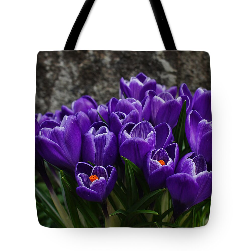 Crocus Tote Bag featuring the photograph Purple Crocus by Ron Roberts