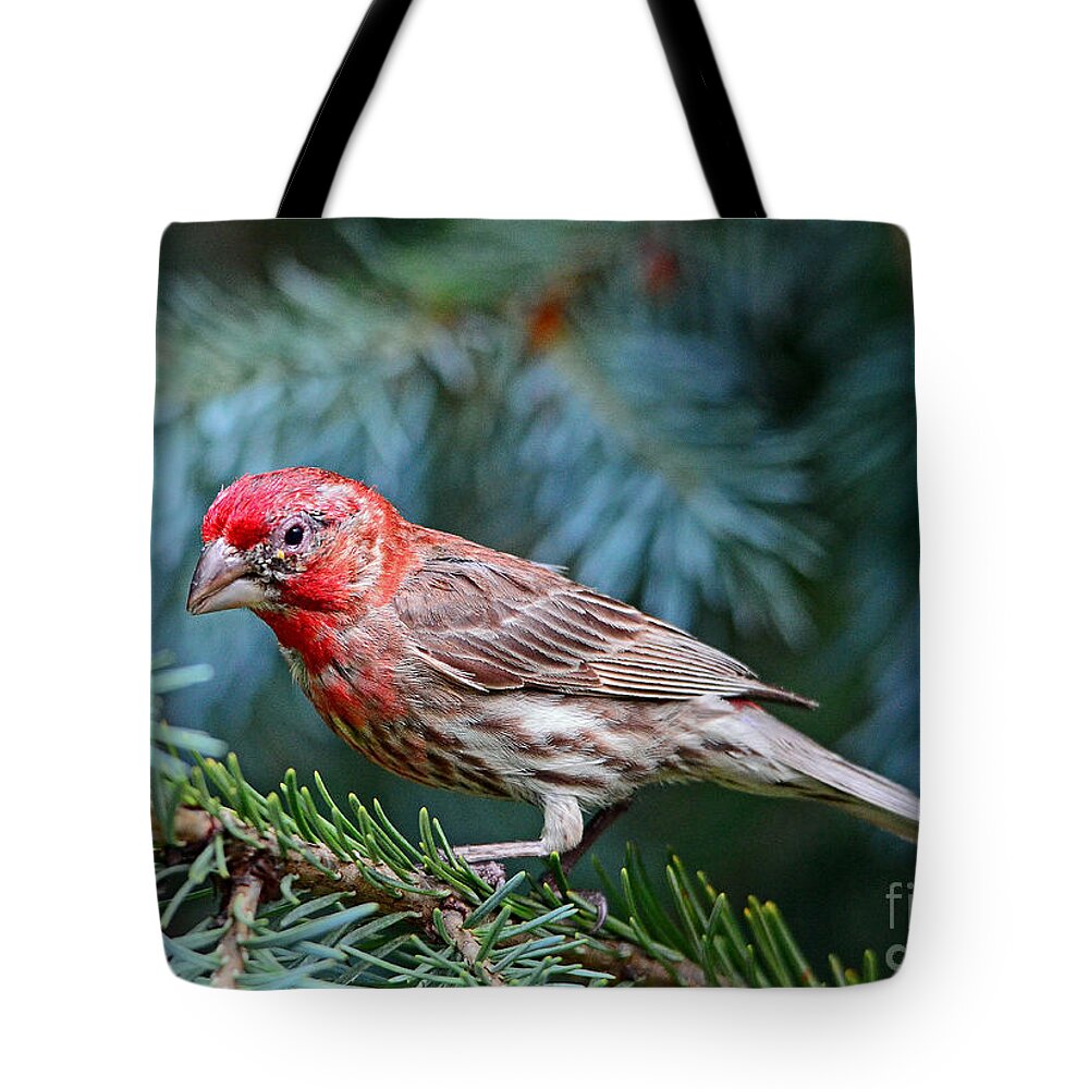 Bird Tote Bag featuring the photograph Purple Finch in a Spruce Tree by Rodney Campbell