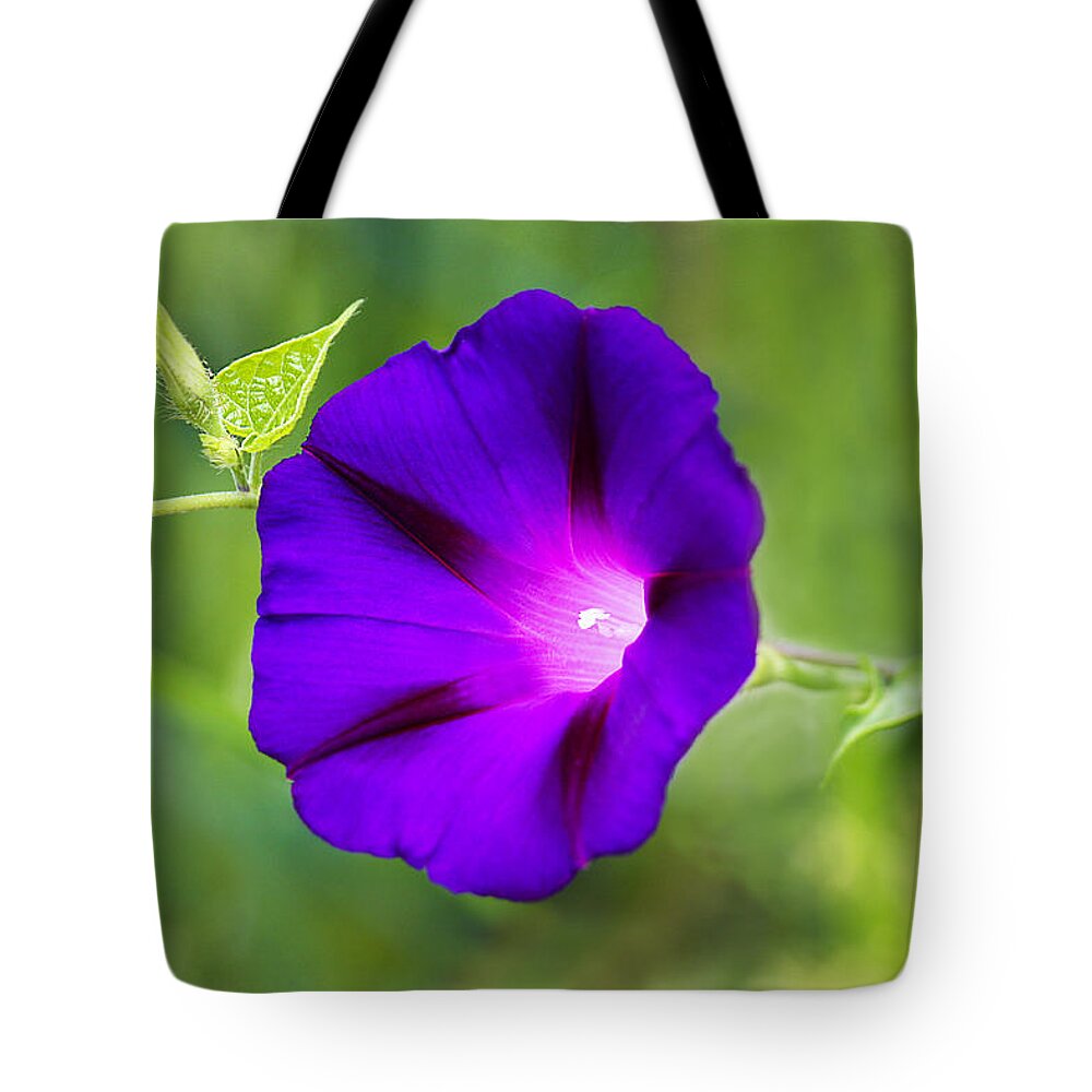 Purple Tote Bag featuring the photograph Purple Morning Glory by Marina Kojukhova