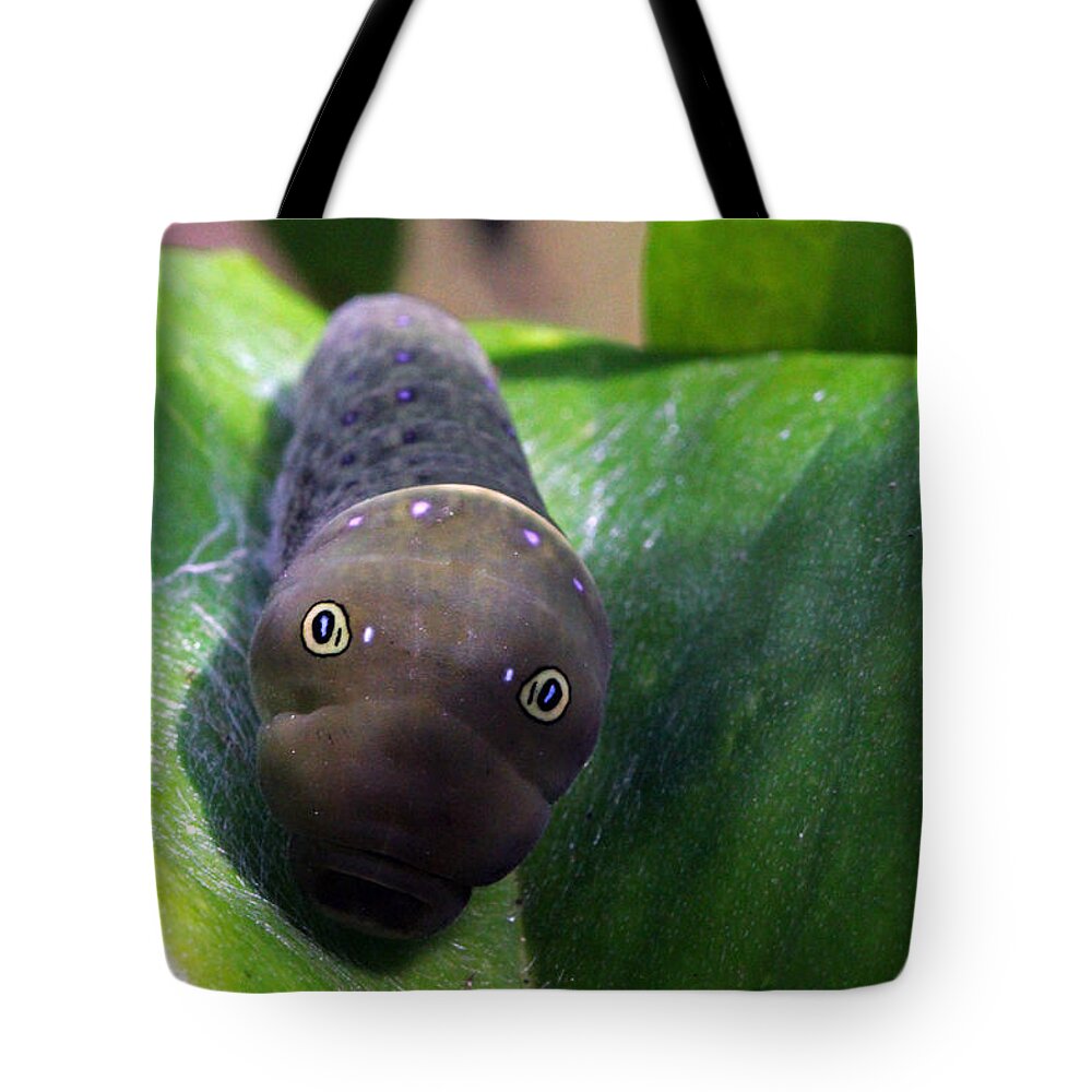Insects Tote Bag featuring the photograph Purple Polkadots by Jennifer Robin