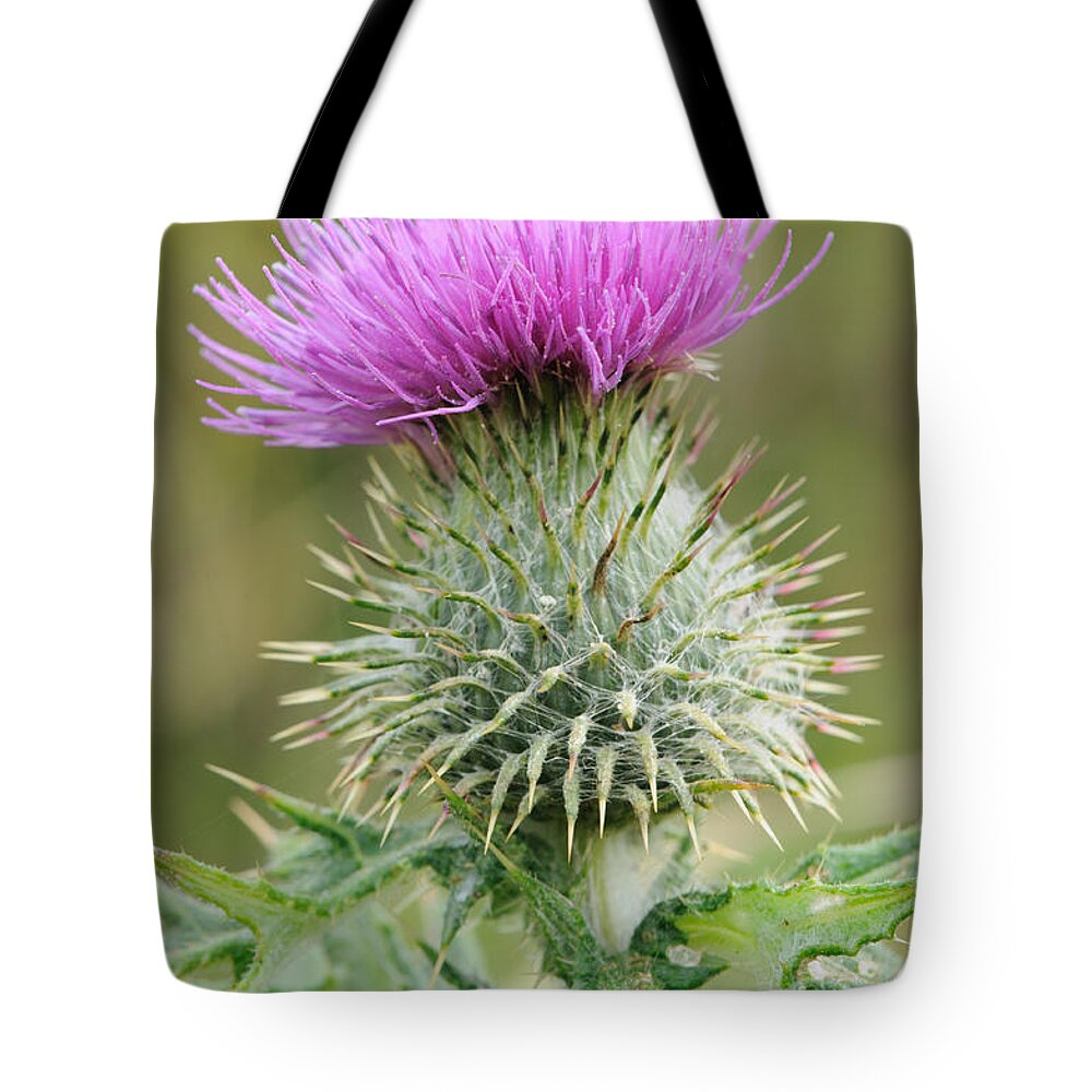  Scotland Tote Bag featuring the photograph Purple Thistle by Jeremy Voisey