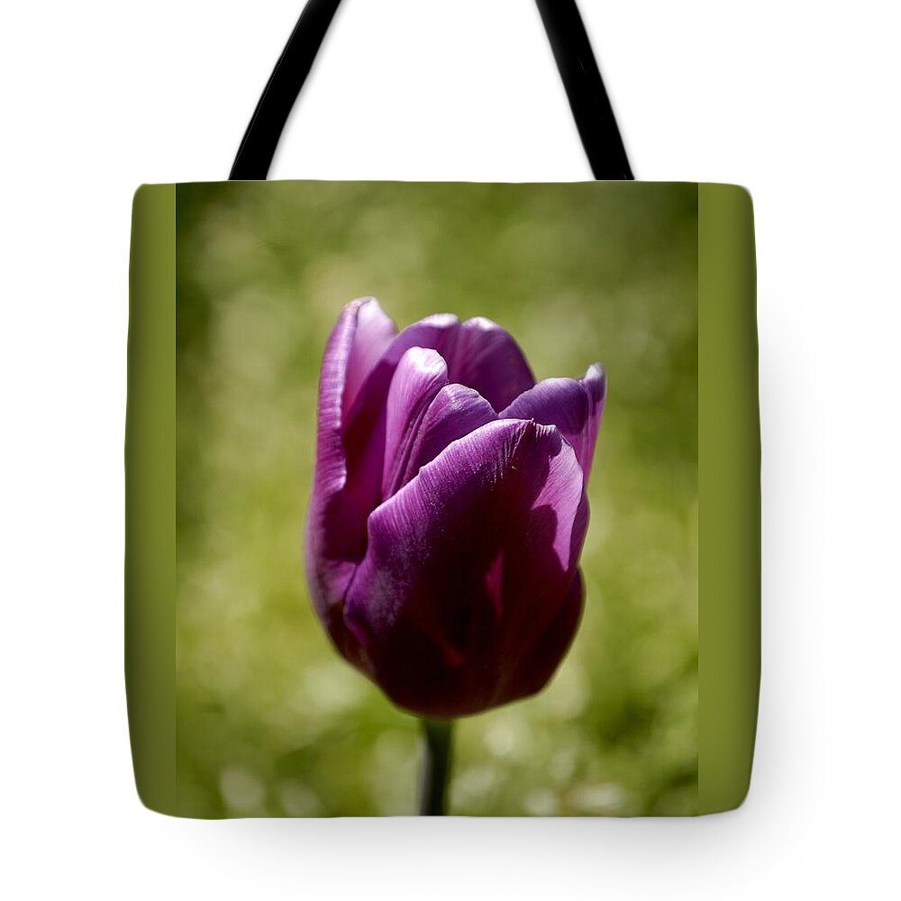 Tulips Tote Bag featuring the photograph Purple Tulip by Donna Stiffler