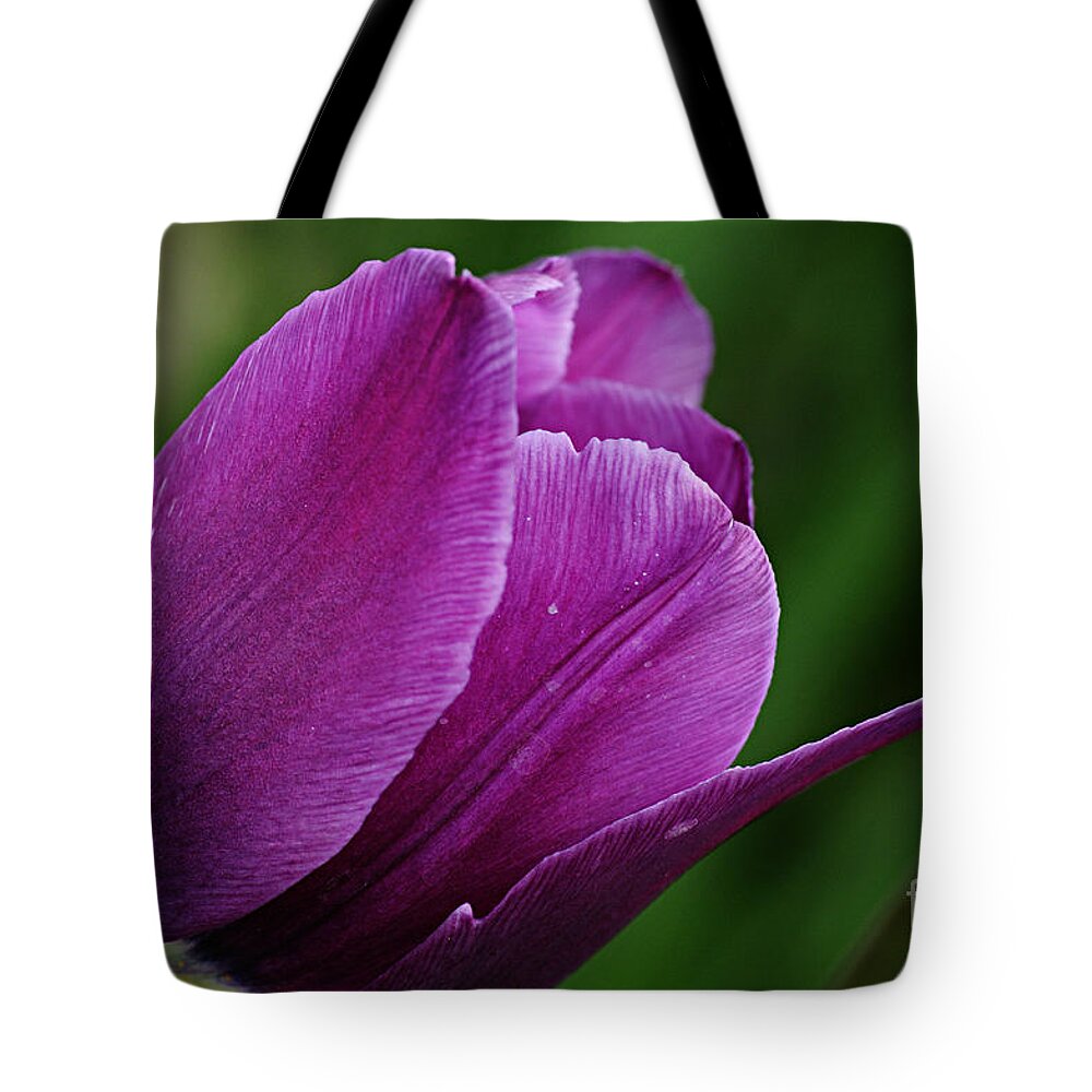 Photography Tote Bag featuring the photograph Purple Tulip by Larry Ricker