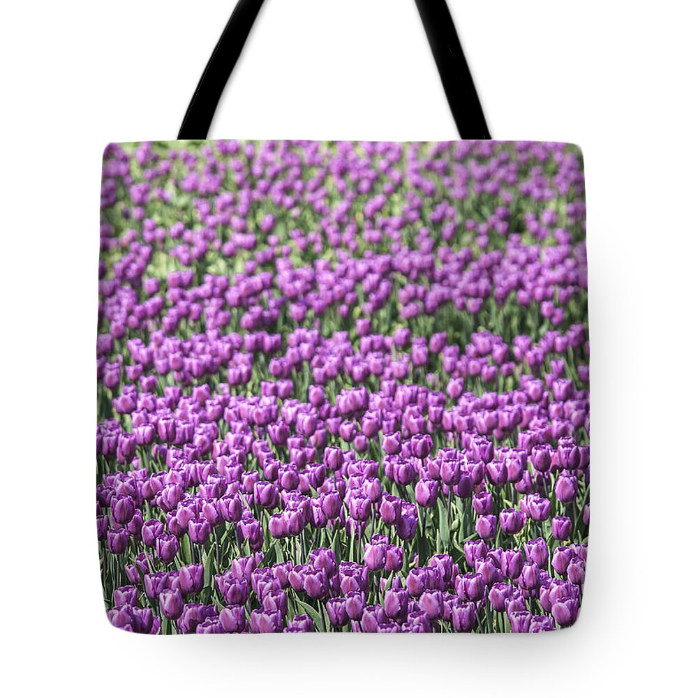 Keukenhof Tote Bag featuring the photograph Purple tulips by Patricia Hofmeester