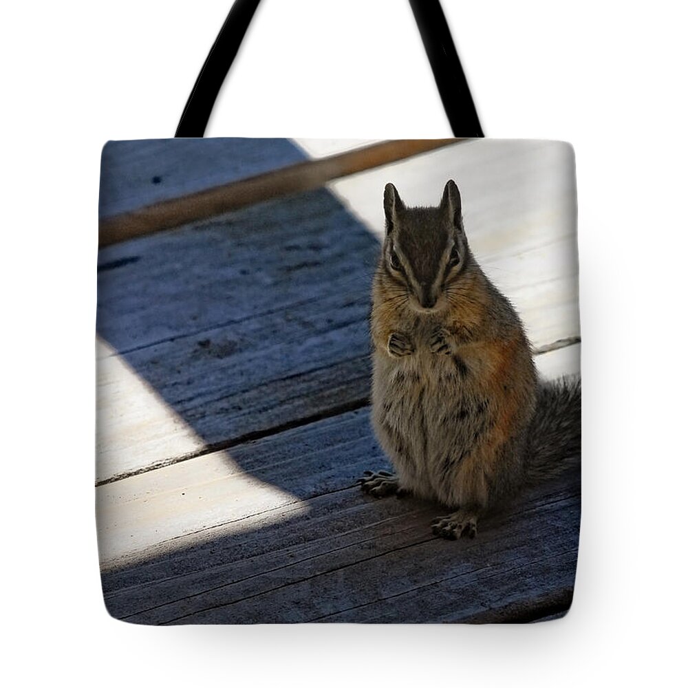Squirrel Tote Bag featuring the photograph Put Your Dukes Up by Donna Blackhall