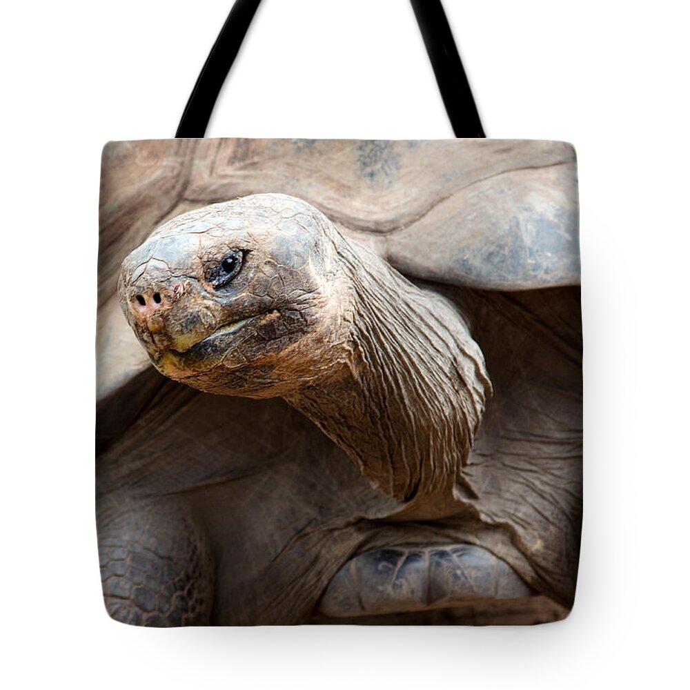 Galapagos Tote Bag featuring the photograph Puzzled by Nicholas Blackwell