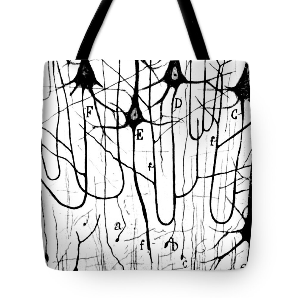 Ramon Y Cajal Tote Bag featuring the photograph Pyramidal Cells Illustrated By Cajal by Science Source