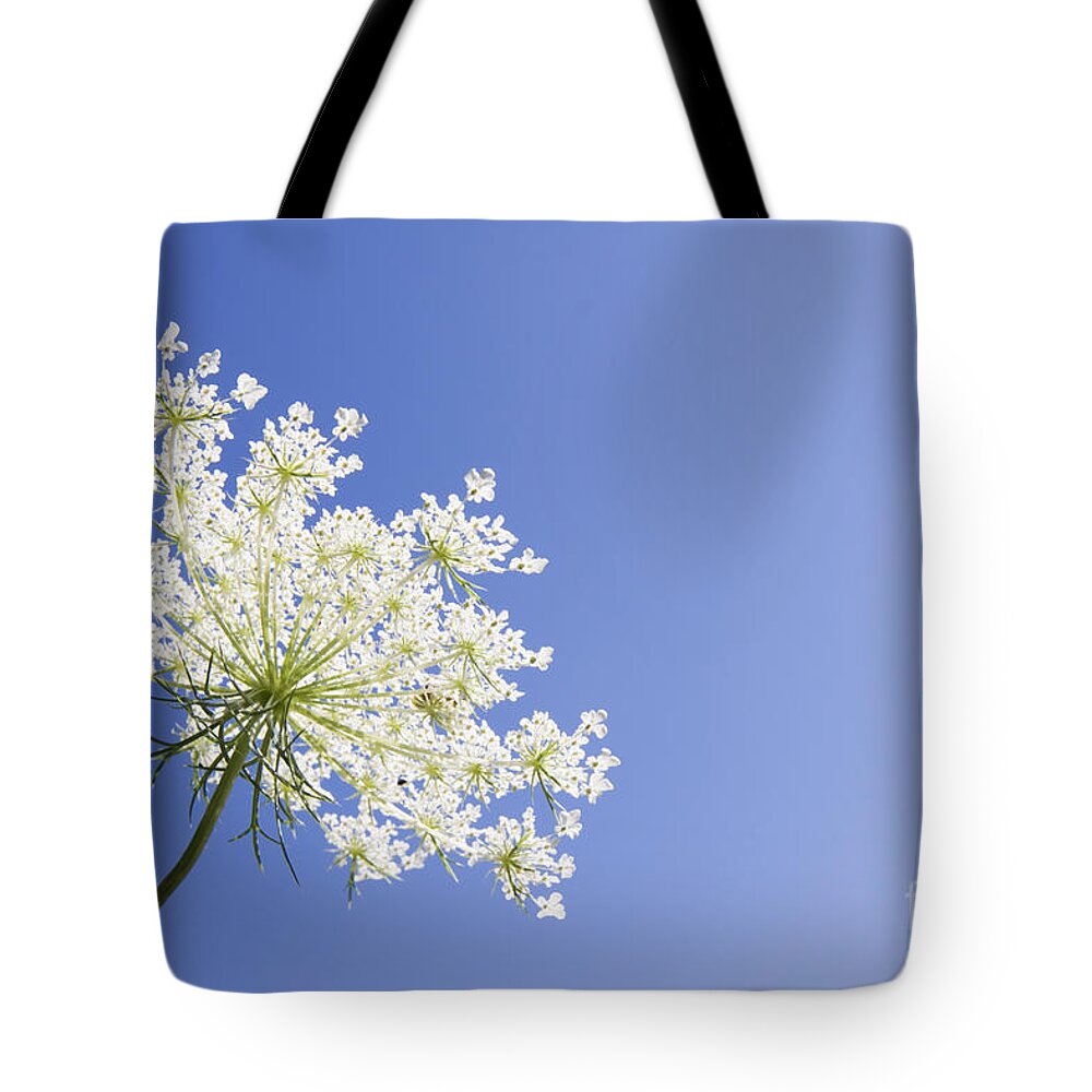 Queen Anne's Lace Tote Bag featuring the photograph Queen Anne's Lace by Patty Colabuono