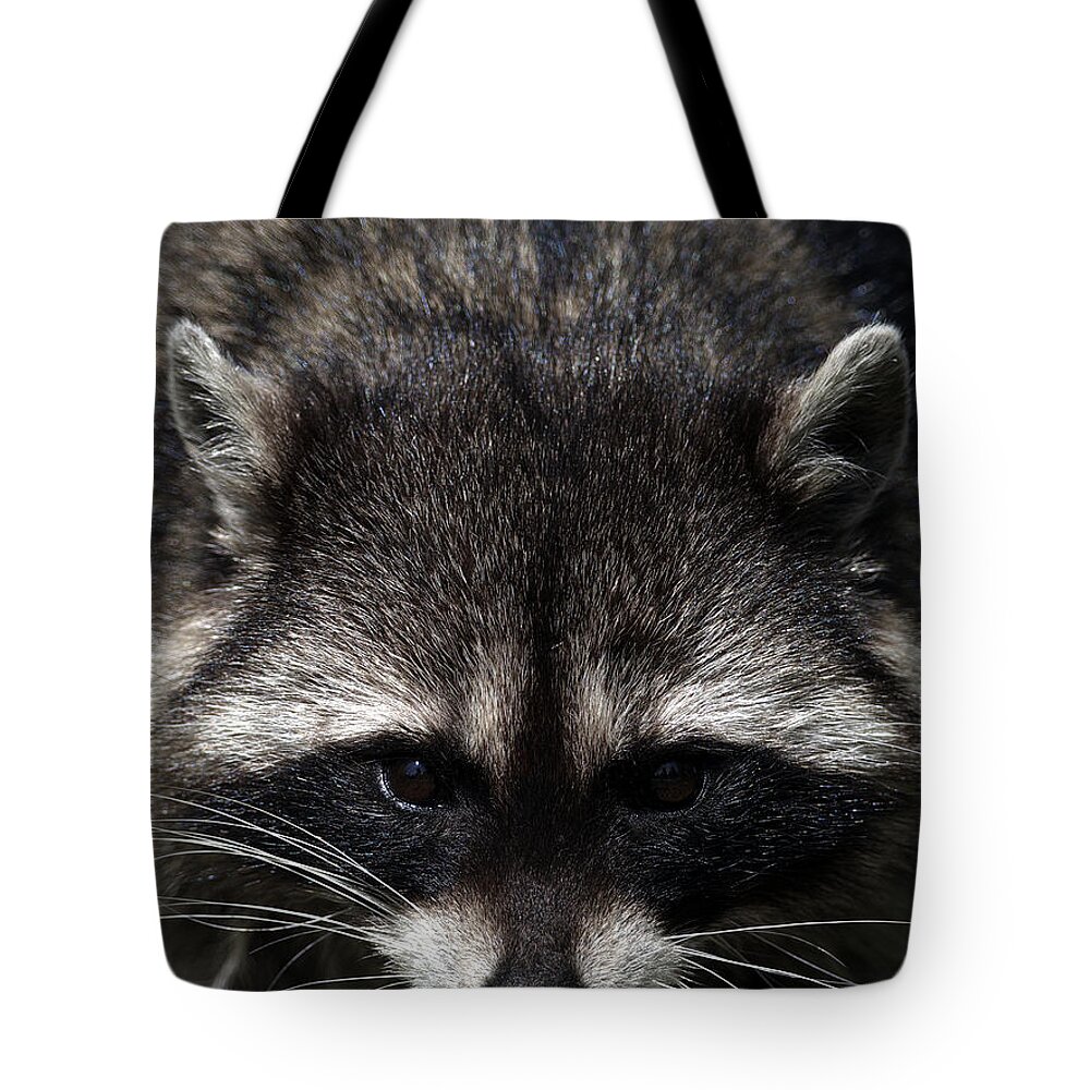 Raccoon Tote Bag featuring the photograph Raccoon Encounter by Sharon Talson