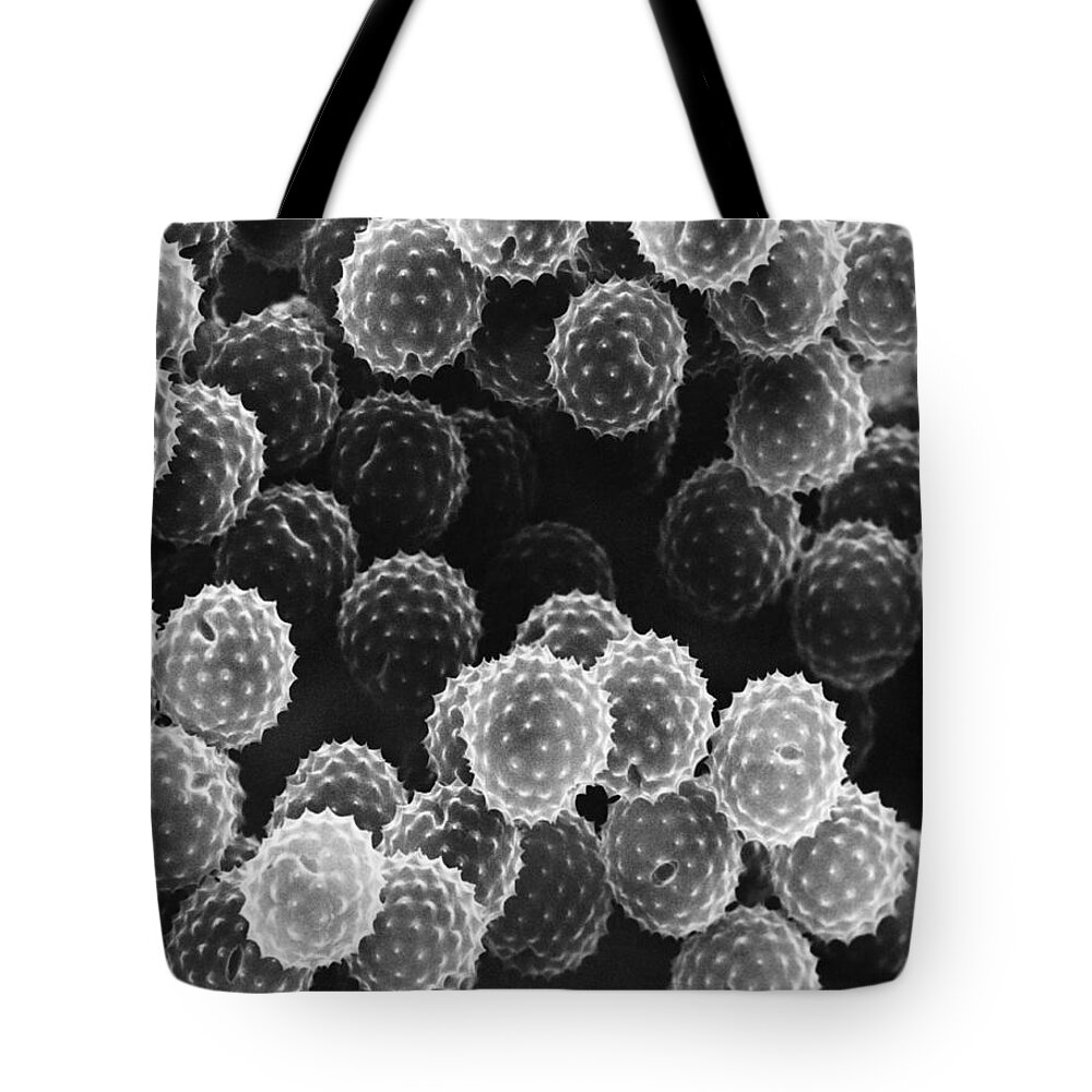 Science Tote Bag featuring the photograph Ragweed Pollen Sem by David M. Phillips / The Population Council