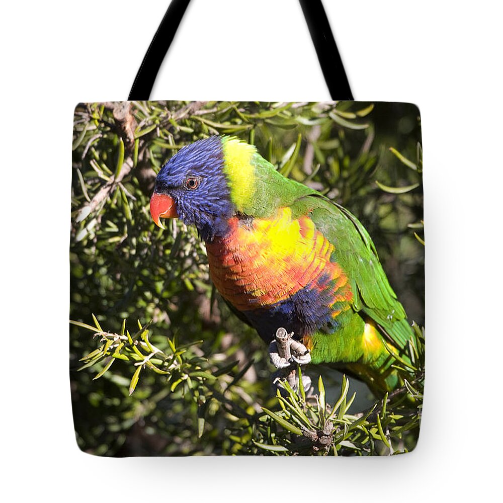 Australia Tote Bag featuring the photograph Rainbow Lorikeet by Steven Ralser
