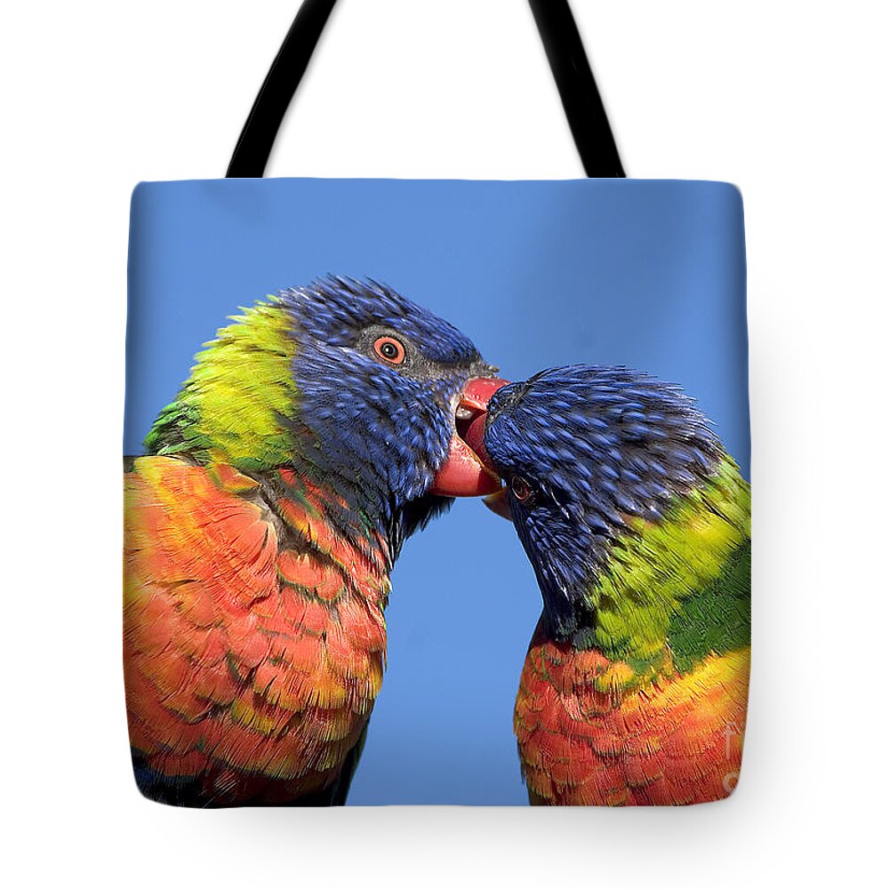 Lorikeets Tote Bag featuring the photograph rainbow lorikeets, Canberra, Australia by Steven Ralser