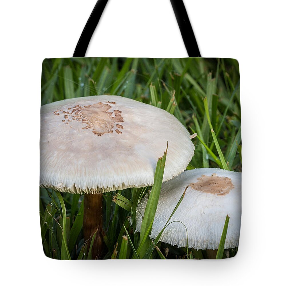 Pioneer Park Tote Bag featuring the photograph Rain's Child 1 by Richard Goldman