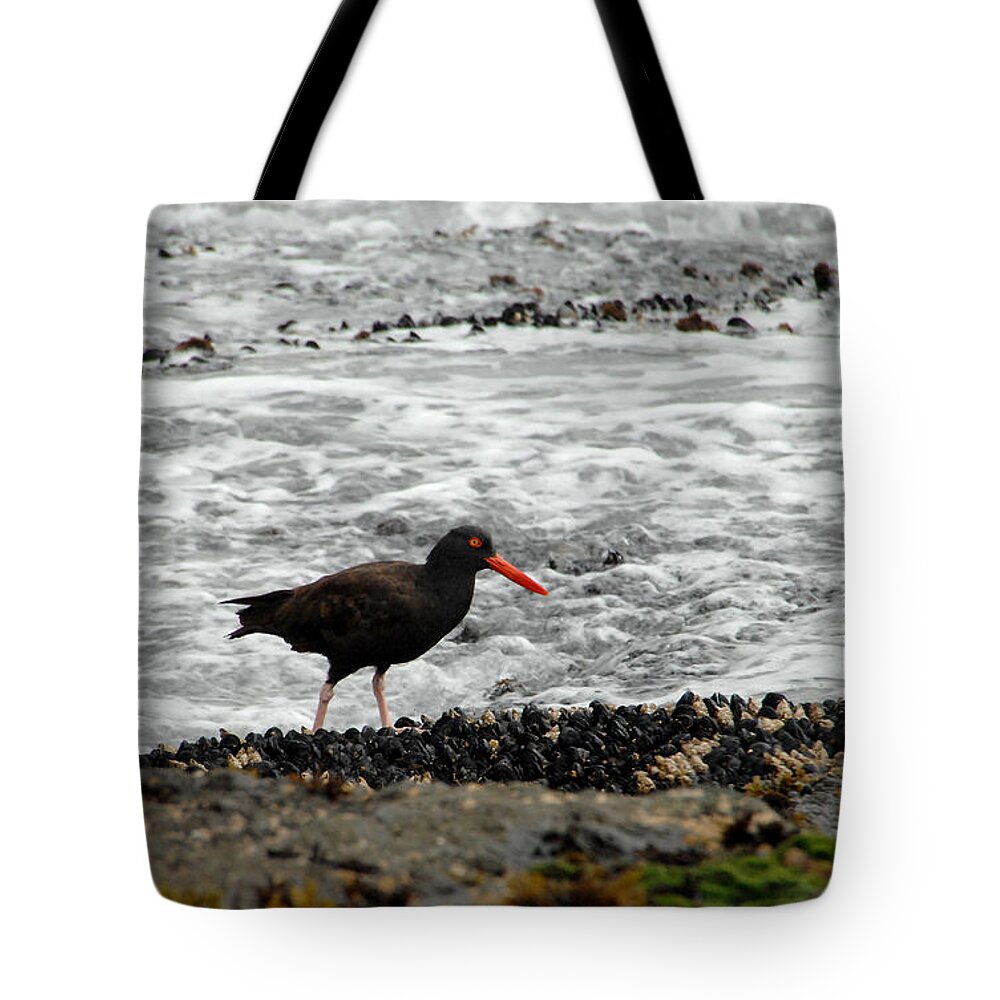 Oystercatcher Tote Bag featuring the photograph Recruiting Some Muscle by Donna Blackhall