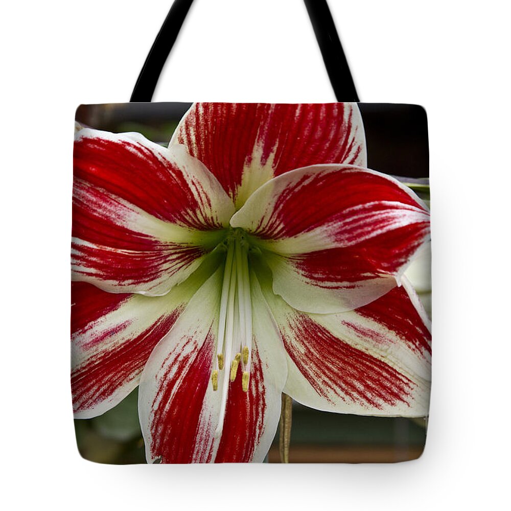 Flowers Tote Bag featuring the photograph Red and White by Kathy McClure