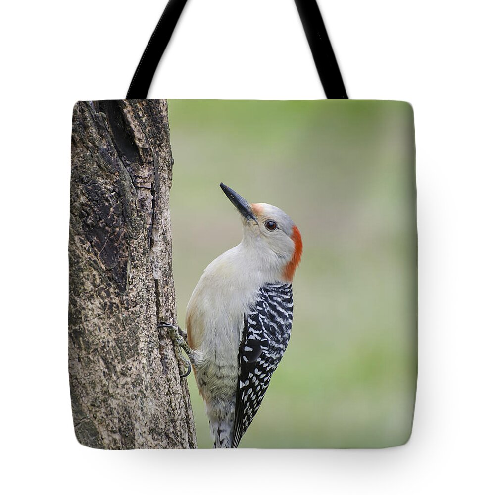 Woodpecker Tote Bag featuring the photograph Red Bellied Woodpecker by Heather Applegate