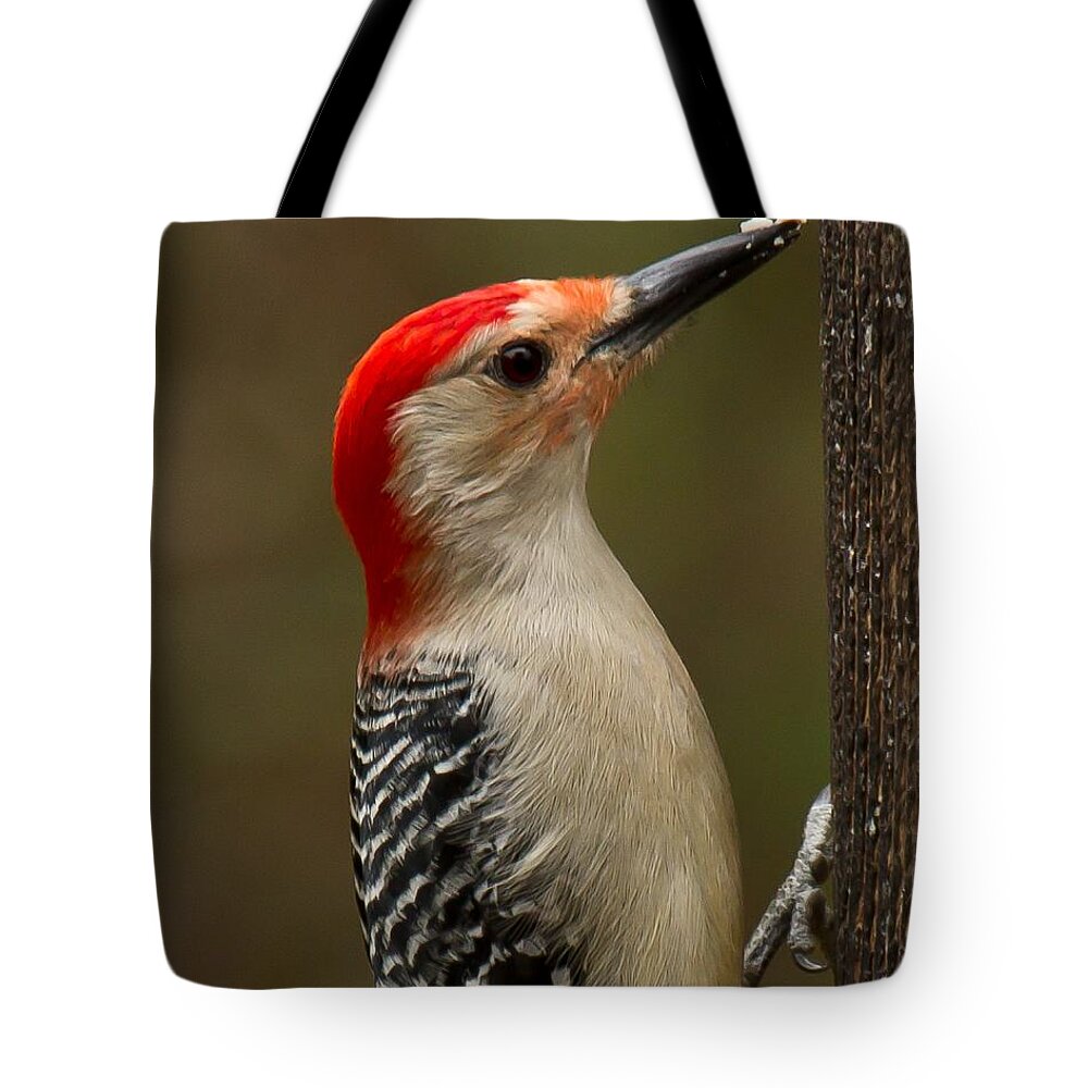 Red-bellied Woodpecker Tote Bag featuring the photograph Red-bellied Woodpecker by Robert L Jackson