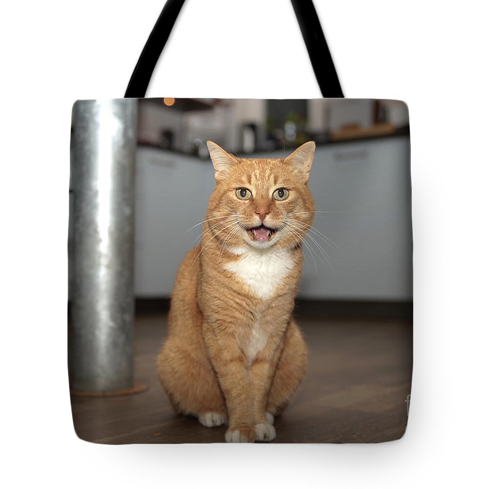 Animals Tote Bag featuring the photograph Red cat miaowing by Patricia Hofmeester