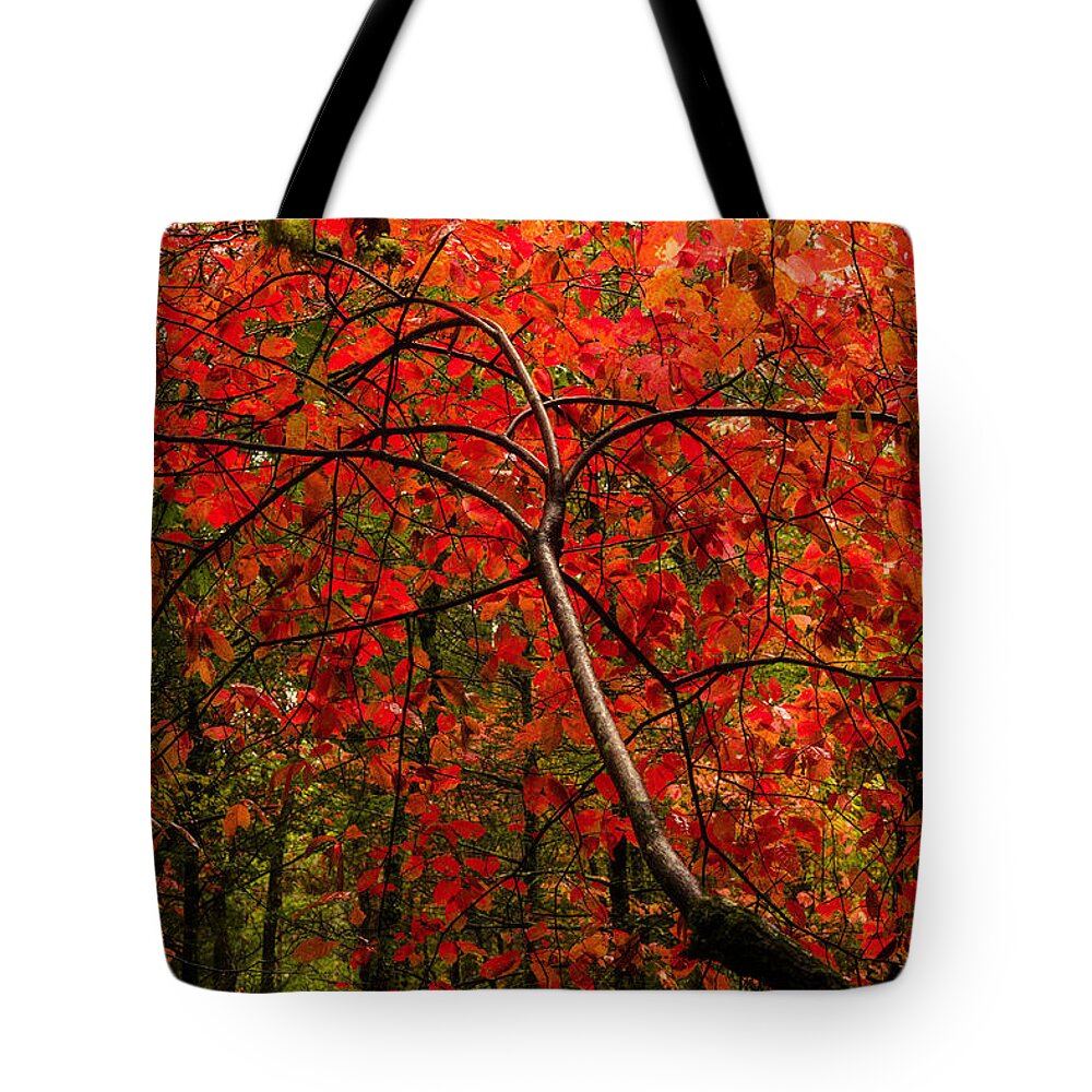 Red Tote Bag featuring the photograph Red by Chad Dutson