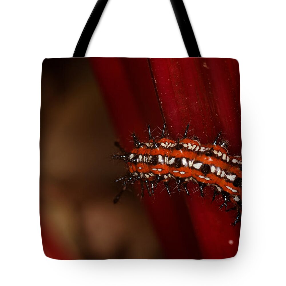 Red Bug Tote Bag featuring the photograph Red Crawler by Jonathan Davison