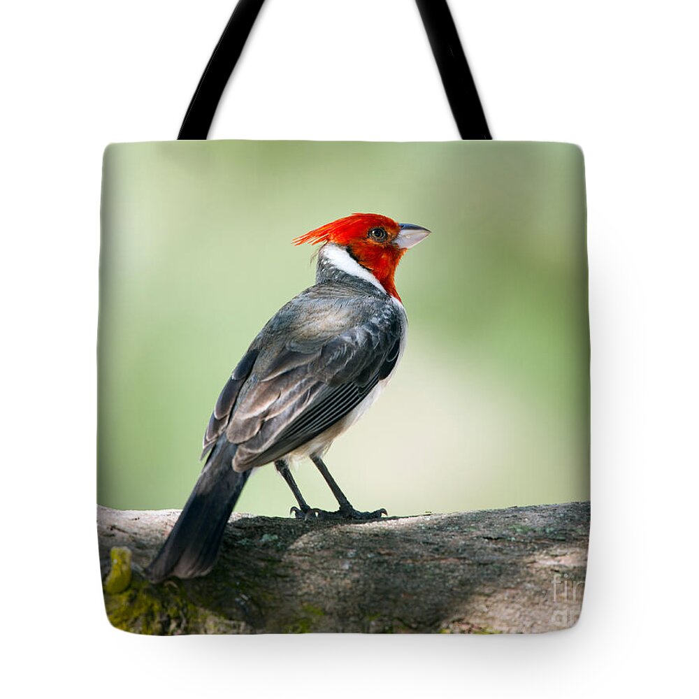 Red Crested Cardinal Tote Bag featuring the photograph Red Crested Cardinal by Shannon Carson