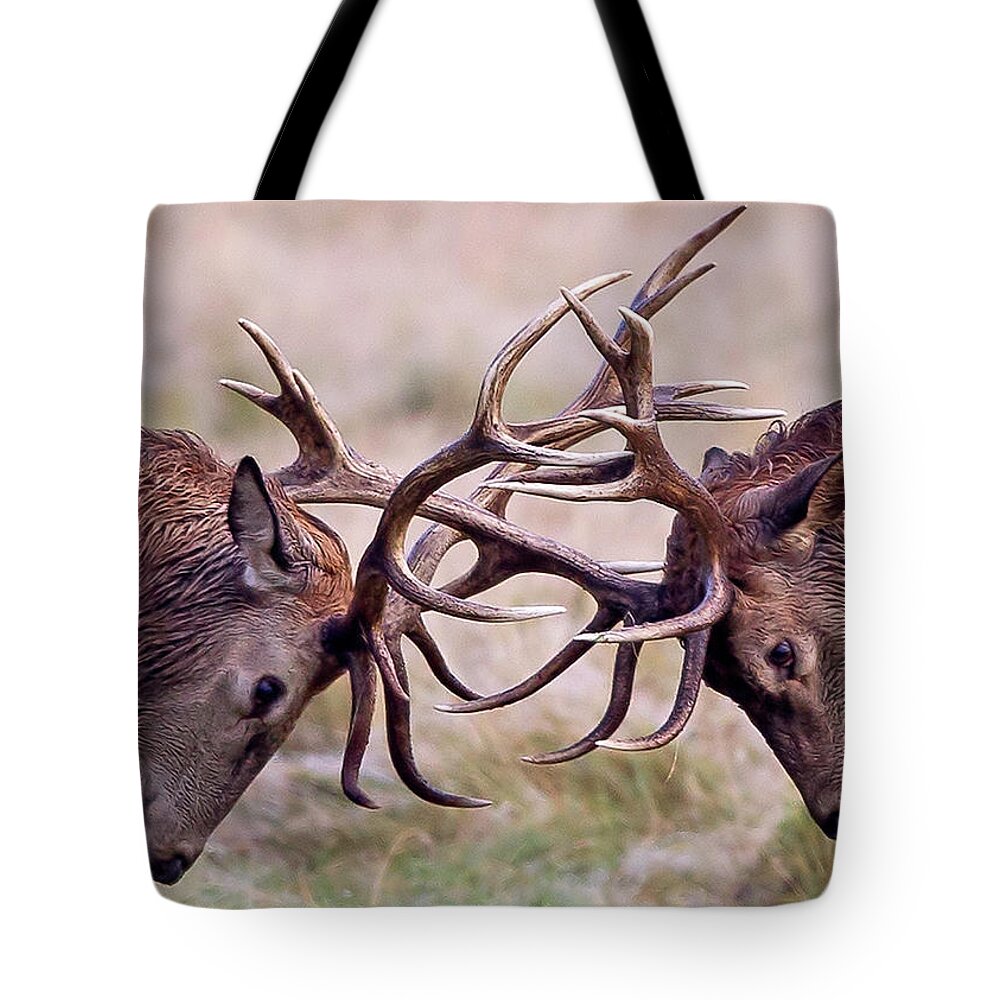 Animal Themes Tote Bag featuring the photograph Red Deer by Chris Upson