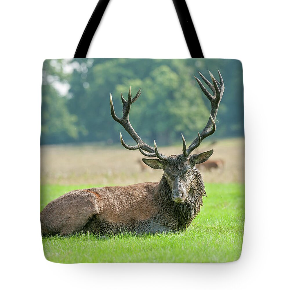 Grass Tote Bag featuring the photograph Red Deer Stag by Jacky Parker Photography