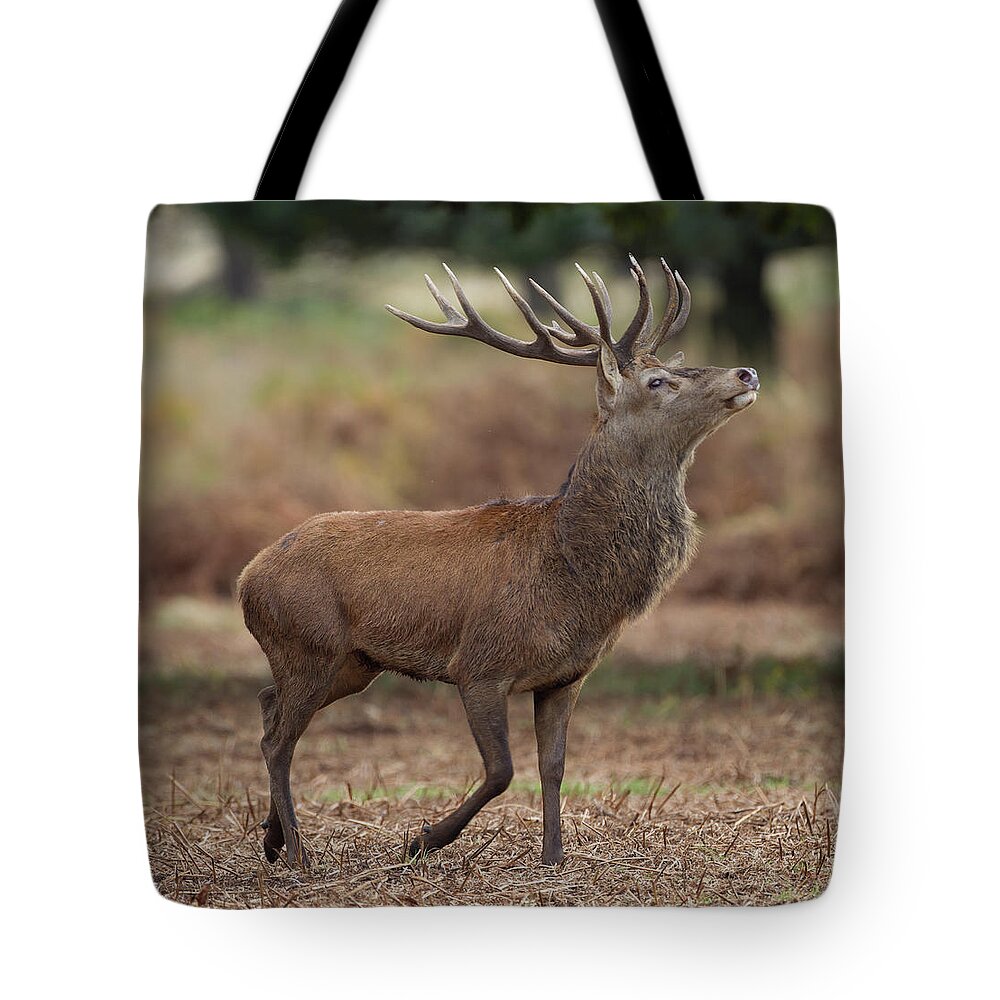Horned Tote Bag featuring the photograph Red Deer Stag Posing by Richard Mcmanus