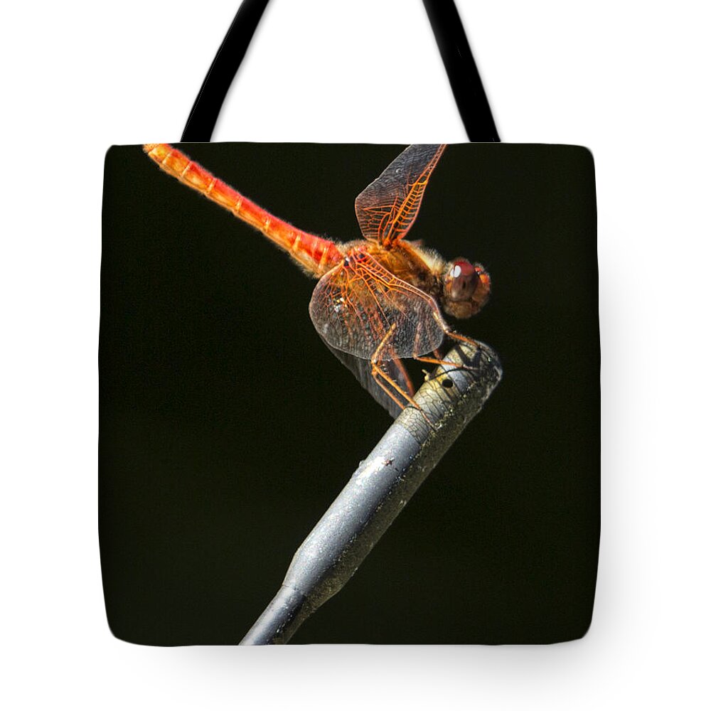 Red Dragonfly Tote Bag featuring the photograph Red Dragonfly on an Antenna by Belinda Greb