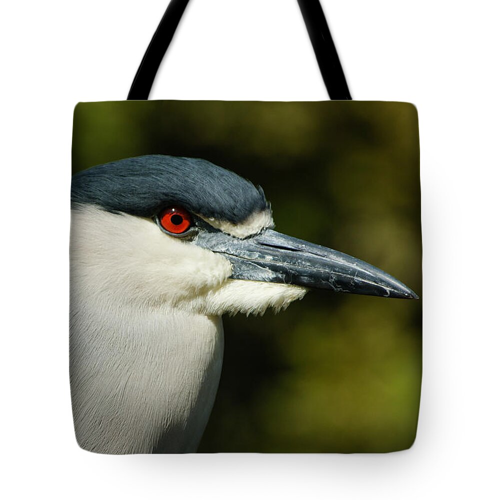 Red Eye Tote Bag featuring the photograph Red Eye - Black-crowned Night Heron Portrait by Georgia Mizuleva
