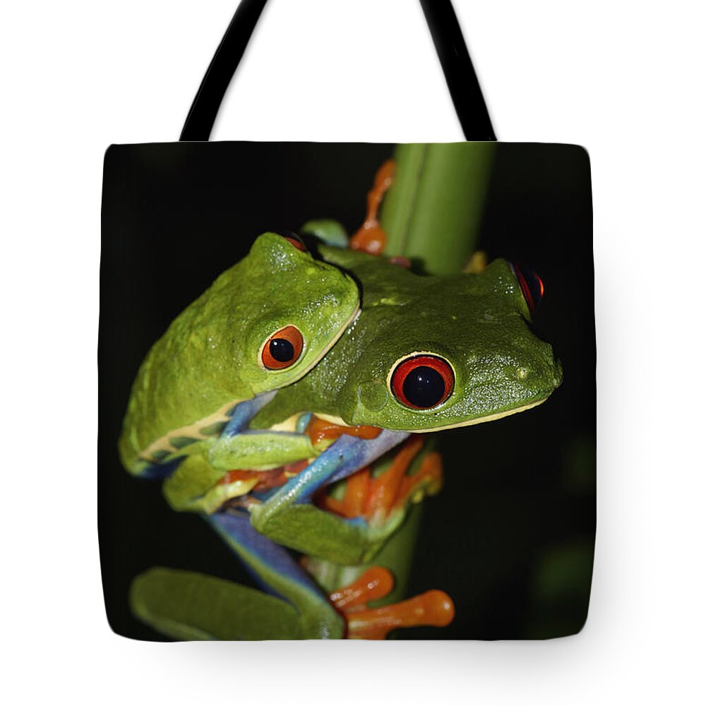 Feb0514 Tote Bag featuring the photograph Red-eyed Tree Frogs Mating Costa Rica by Hiroya Minakuchi