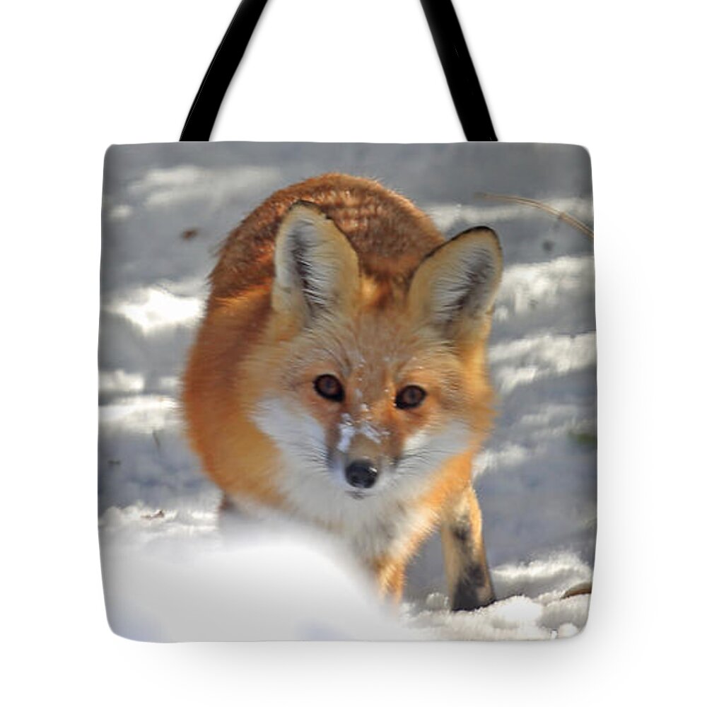 Red Fox In Snow Tote Bag featuring the photograph Red Fox in Snow by PJQandFriends Photography