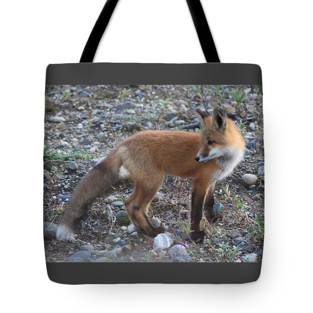 Red Fox Tote Bag featuring the photograph Red fox Kit Looking Back by Lucinda VanVleck