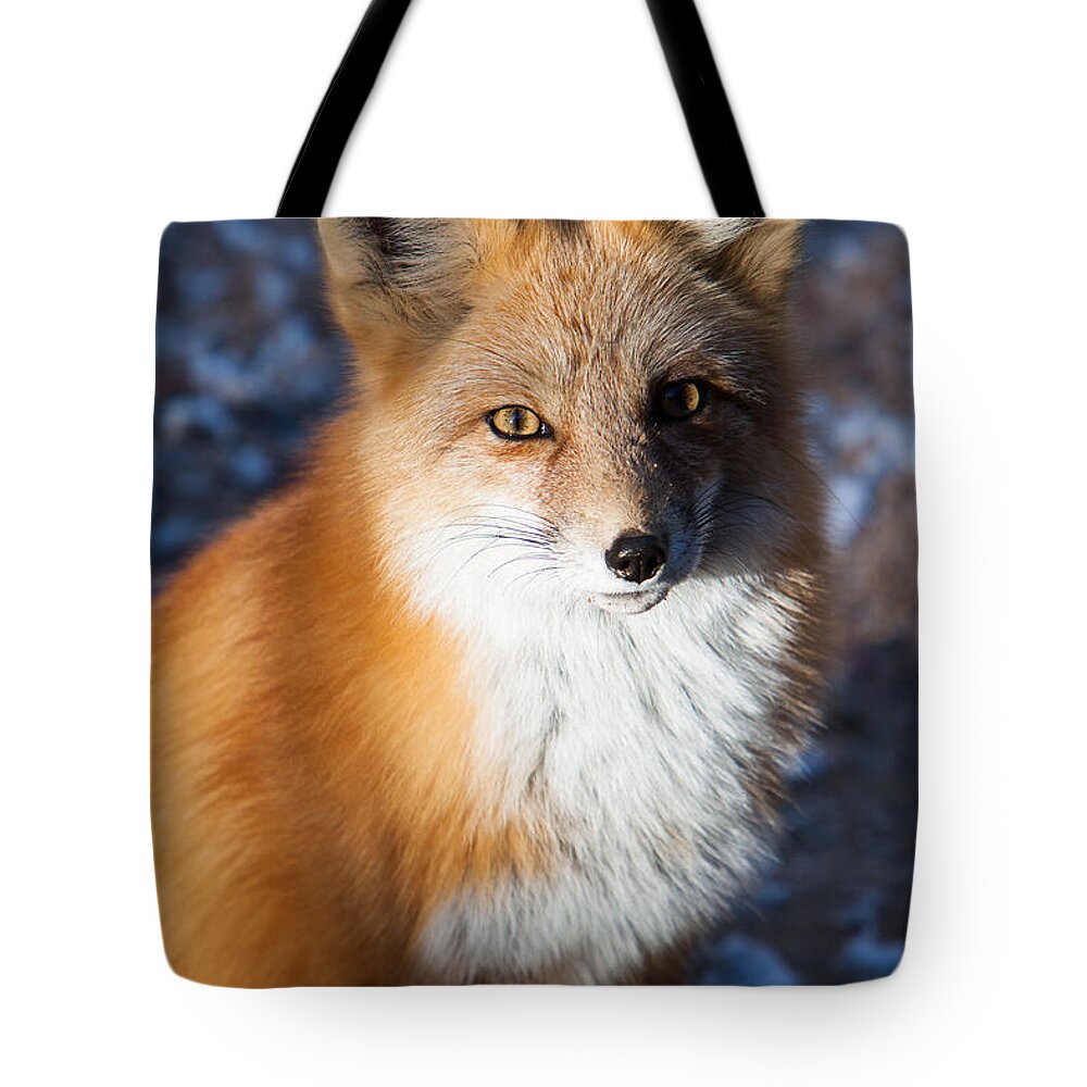 Animal Tote Bag featuring the photograph Red Fox Standing by John Wadleigh