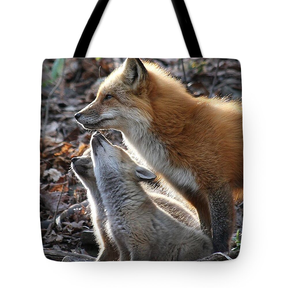 Red Fox Tote Bag featuring the photograph Red fox with kits by Doris Potter