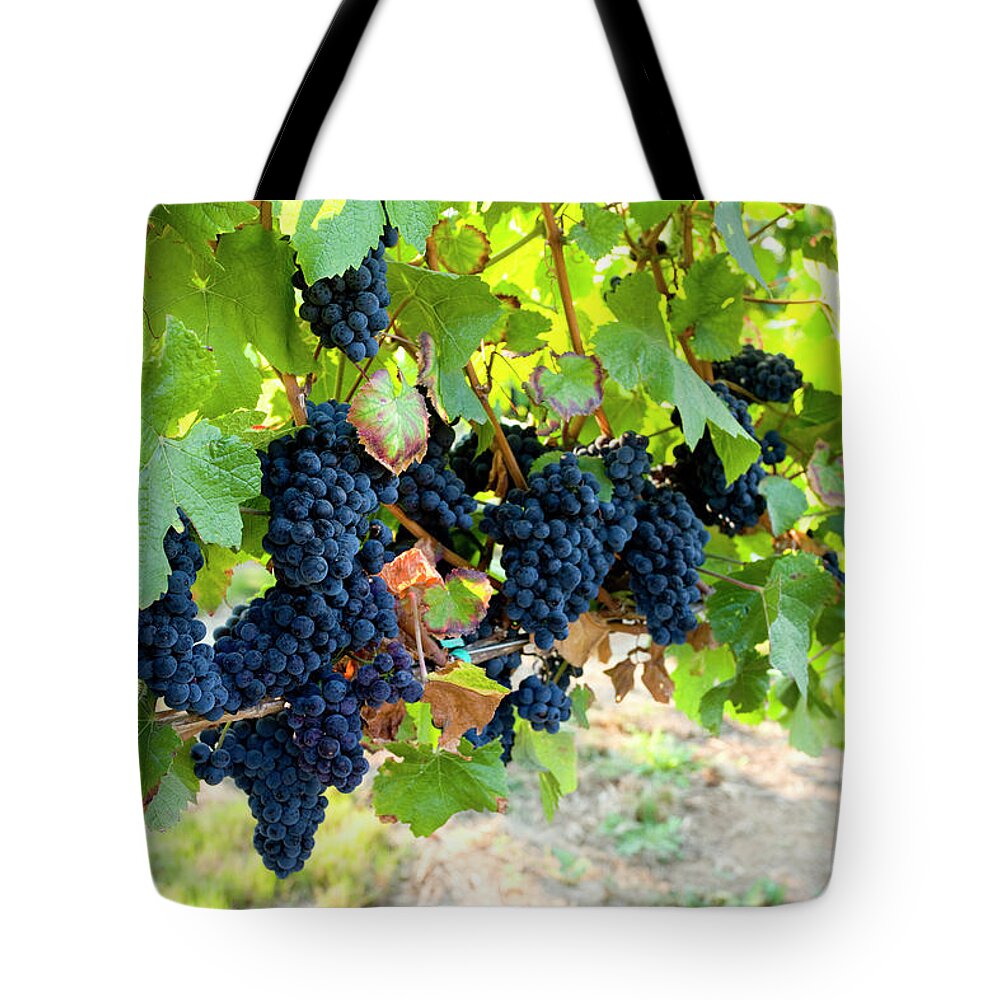 Scenics Tote Bag featuring the photograph Red Grapes Ripen On The Vine In A by Blackestockphoto